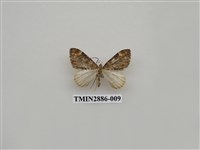 藏品(尺蛾615)的圖片